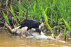 Black Vulture